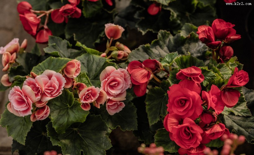 艳丽的茶花图片