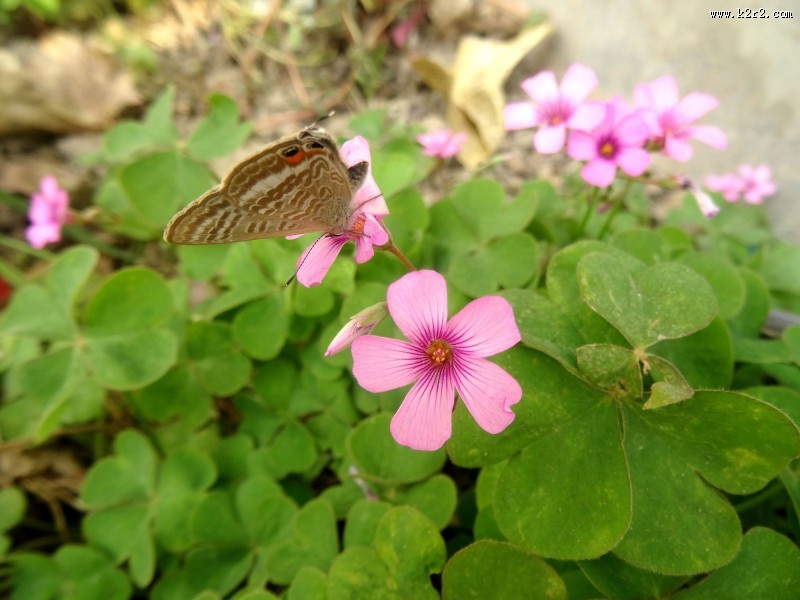 酢浆草图片大全