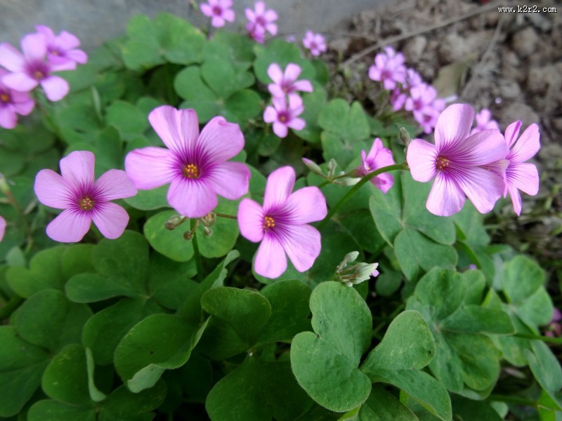 酢浆草图片大全