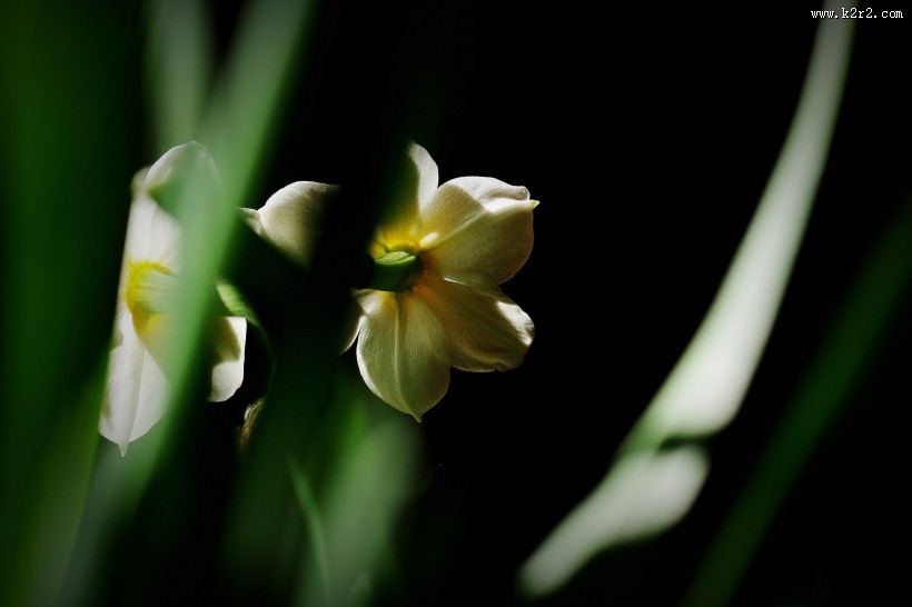 水仙花图片