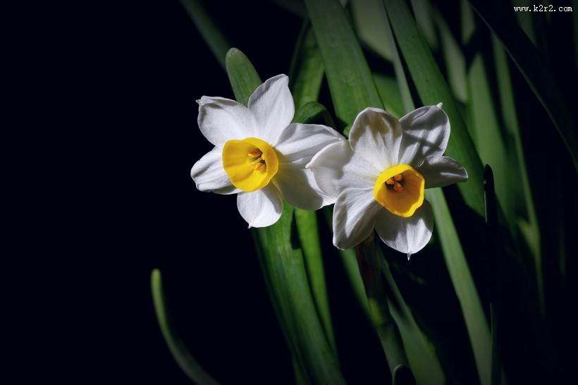 水仙花图片