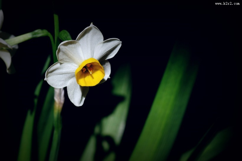 水仙花图片