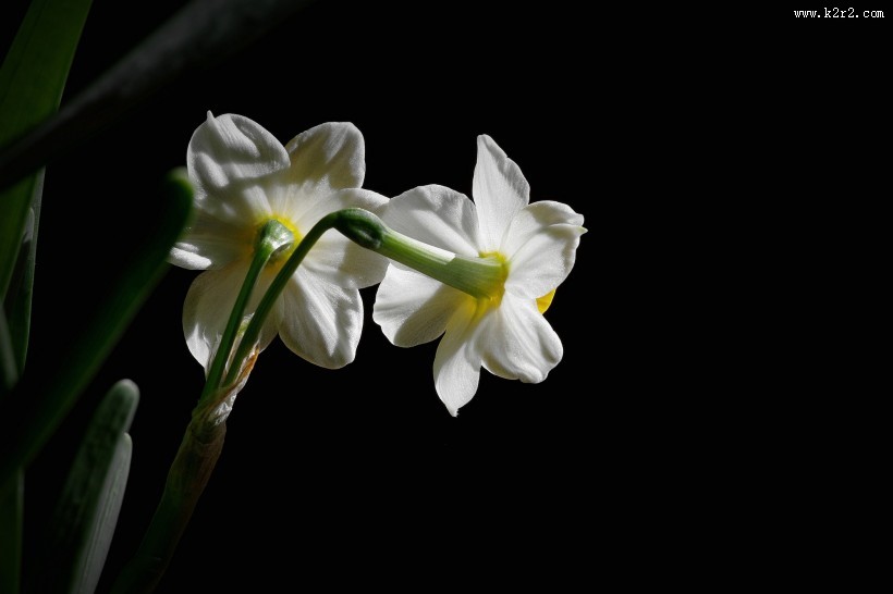 水仙花图片