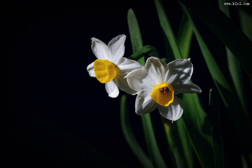 水仙花图片