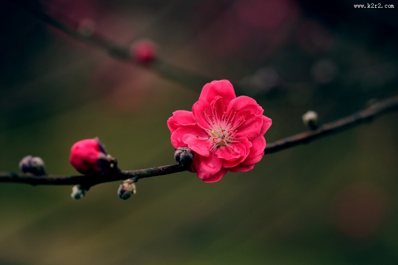 艳丽的桃花图片
