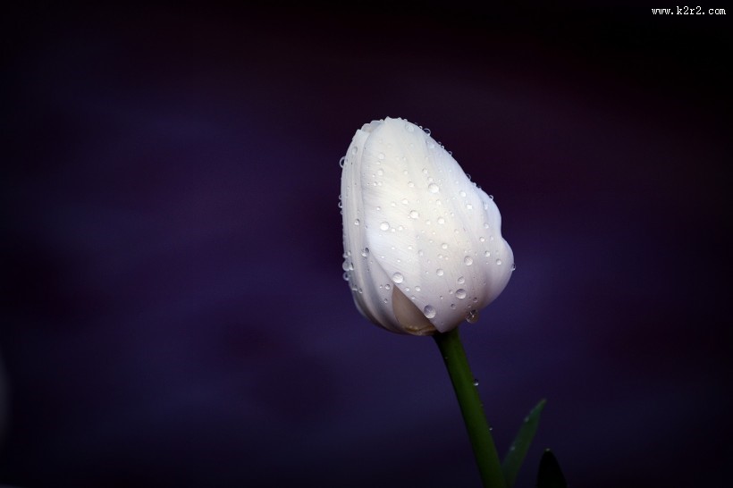 典雅郁金香图片