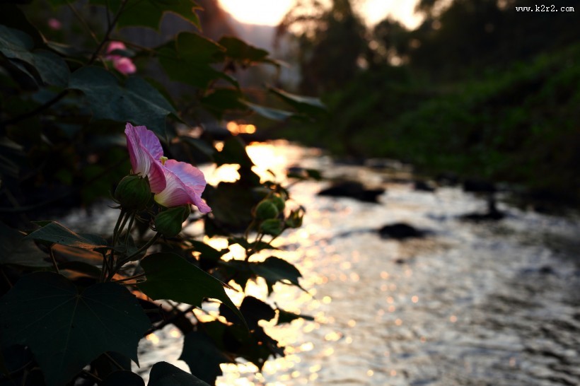 溪边粉色木棉花图片