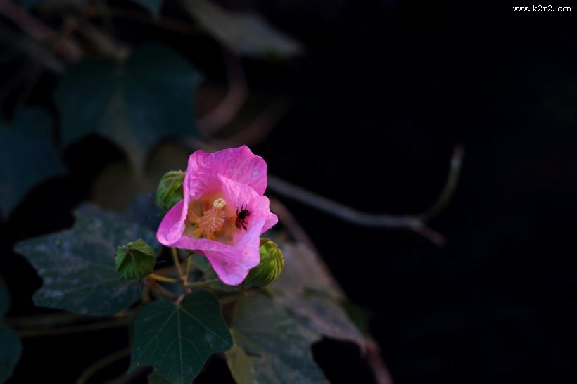 溪边粉色木棉花图片