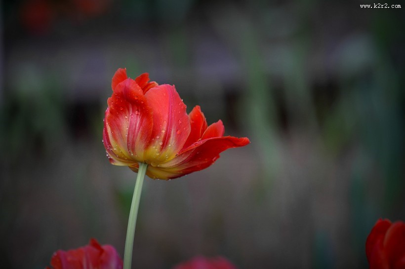 娇艳郁金香图片