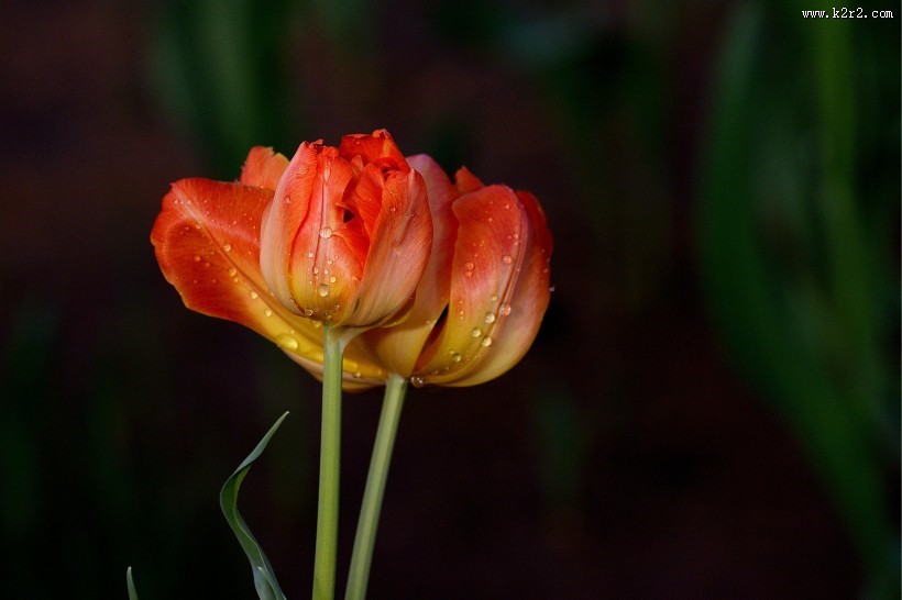 娇艳郁金香图片