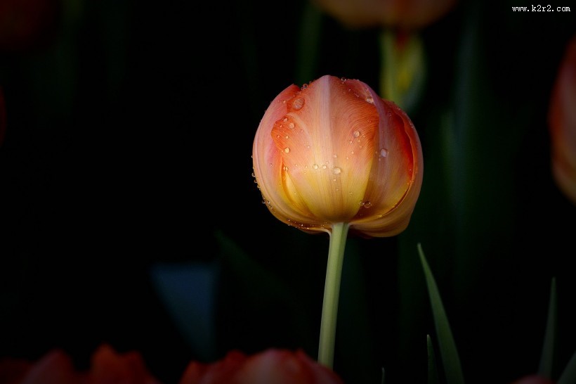 娇艳郁金香图片