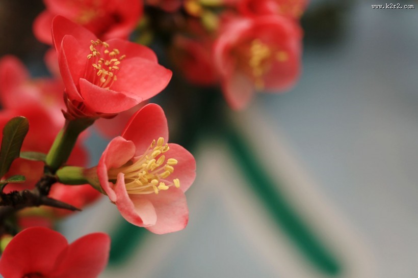 海棠花图片大全