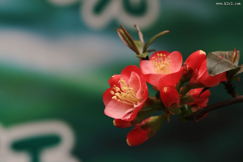 海棠花图片大全