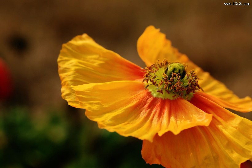 艳丽的虞美人图片