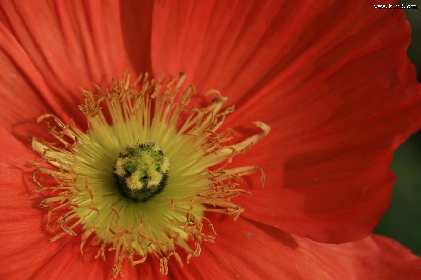 艳丽的虞美人图片