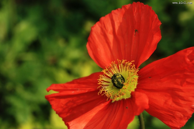 艳丽的虞美人图片