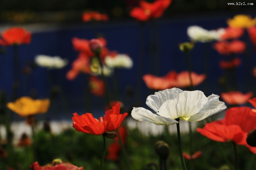 艳丽的虞美人图片