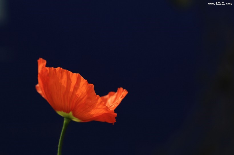 艳丽的虞美人图片