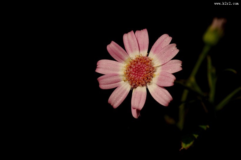 带露珠的粉色瓜叶菊图片