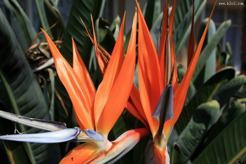 鹤望兰图片大全