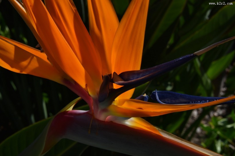 鹤望兰图片大全