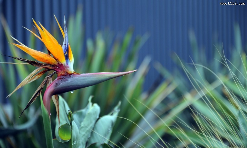 鹤望兰图片大全