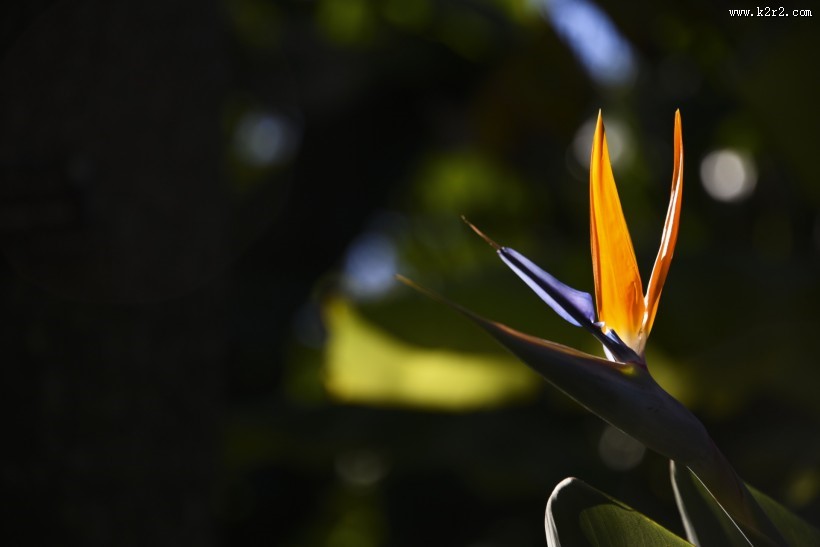 鹤望兰图片大全