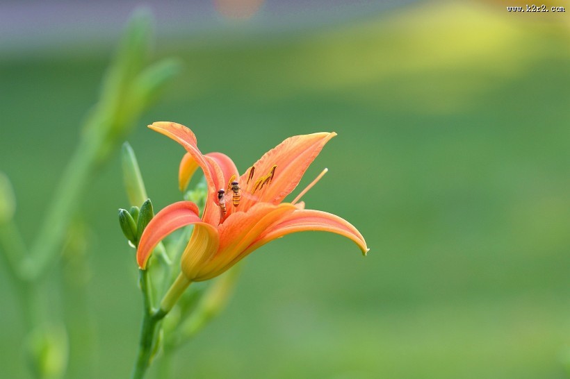 绿色背景的萱草图片大全