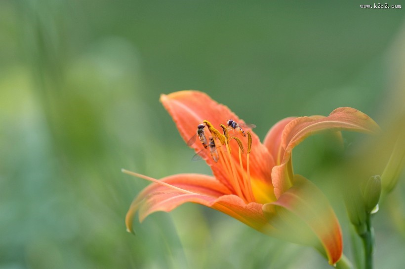 绿色背景的萱草图片大全