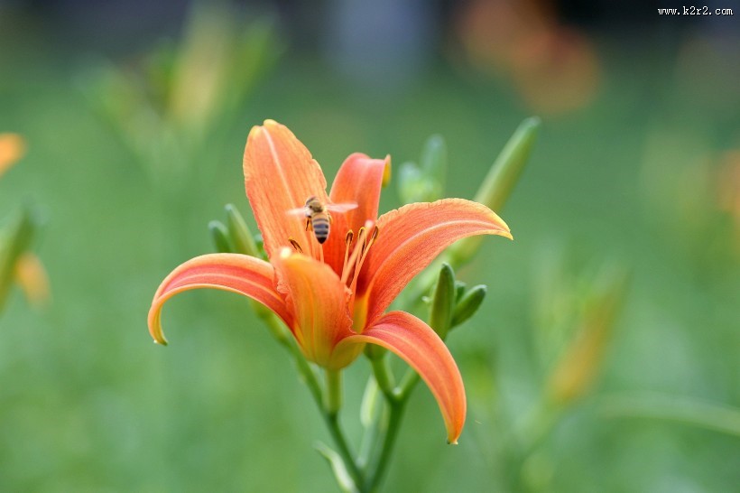 绿色背景的萱草图片大全