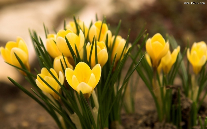 黄色番红花图片大全