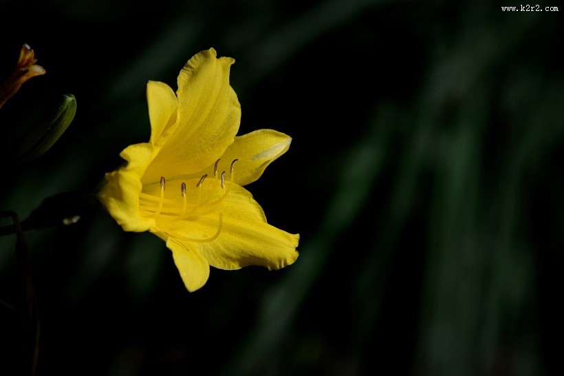 黑色背景下的黄色萱草图片