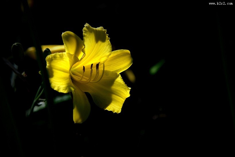 黑色背景下的黄色萱草图片