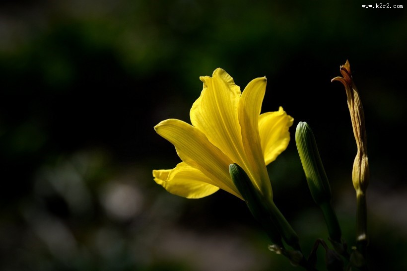 黑色背景下的黄色萱草图片