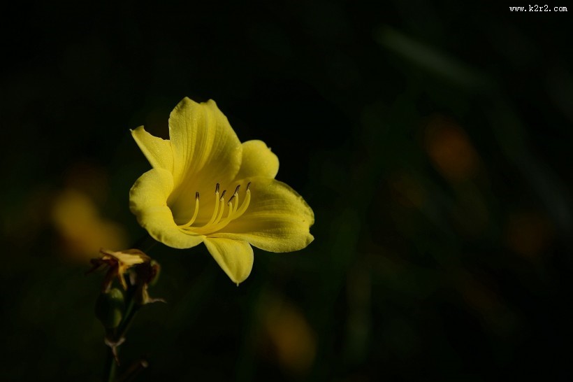 黑色背景下的黄色萱草图片