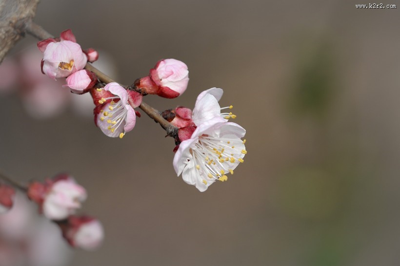 白色梅花图片大全