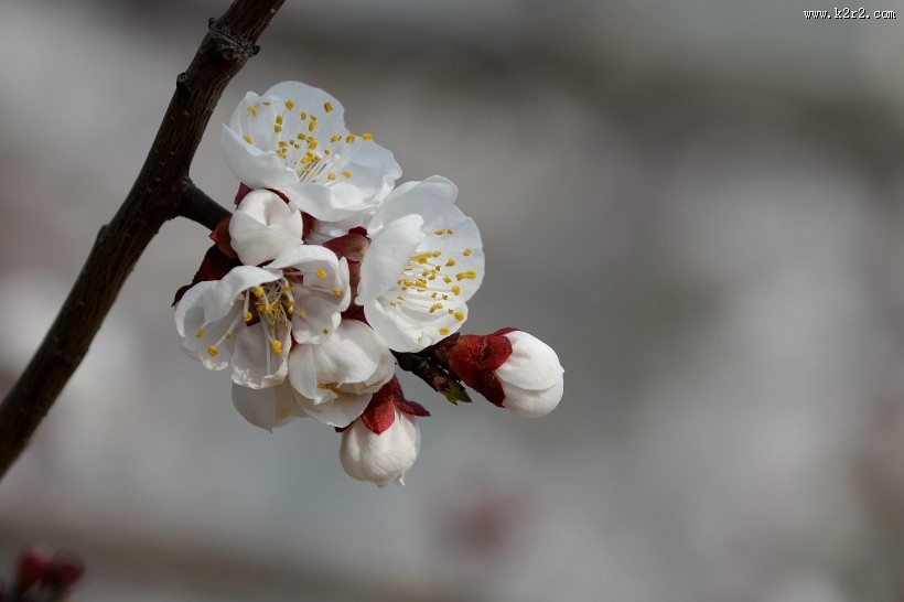 白色梅花图片大全