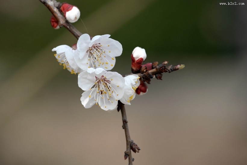 白色梅花图片大全