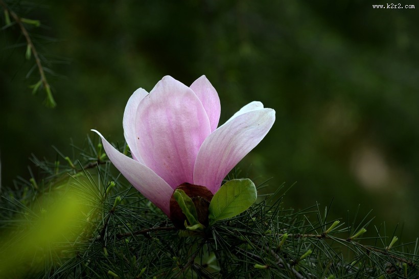 光影玉兰花图片