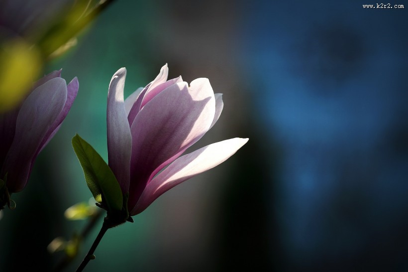 光影玉兰花图片