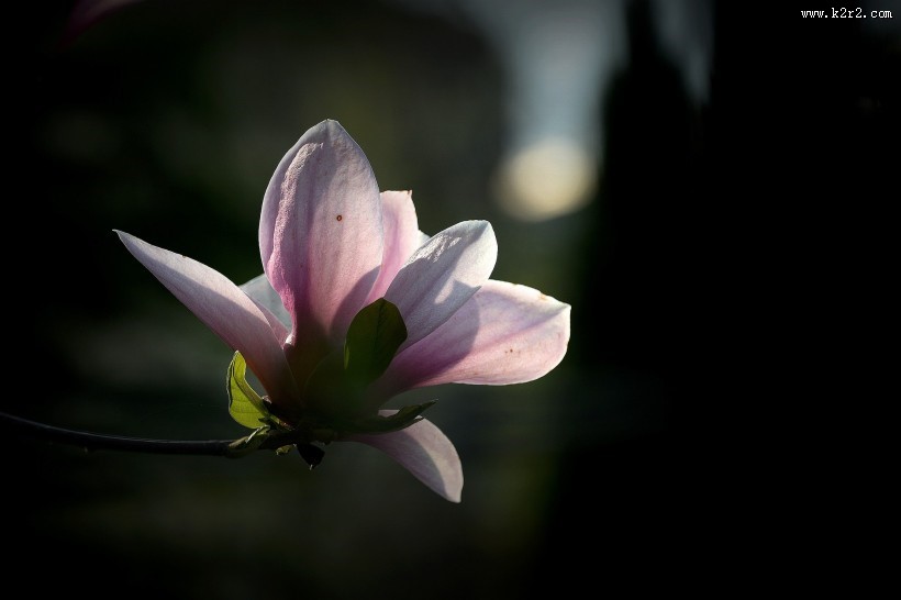 光影玉兰花图片