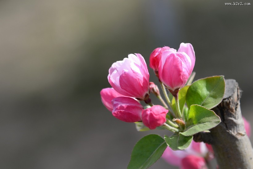 粉色海棠花图片