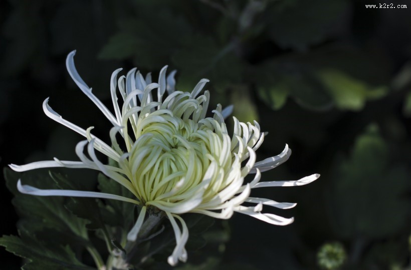 秋天的菊花图片大全