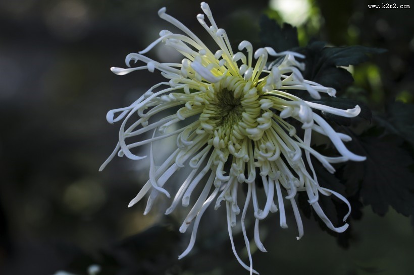 秋天的菊花图片大全