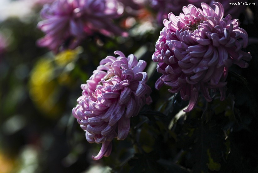 秋天的菊花图片大全