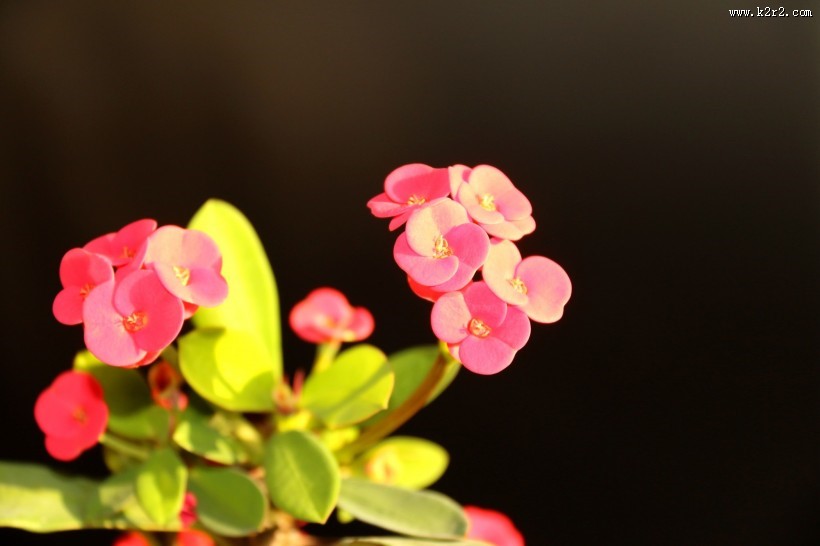 高光下的小红花图片