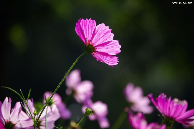 格桑花图片大全