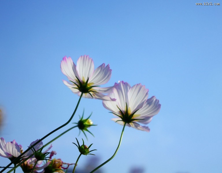 格桑花图片大全