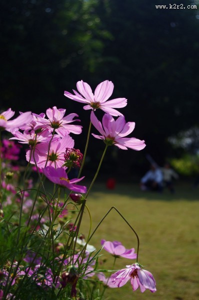 格桑花图片大全