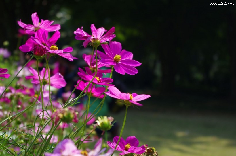 格桑花图片大全